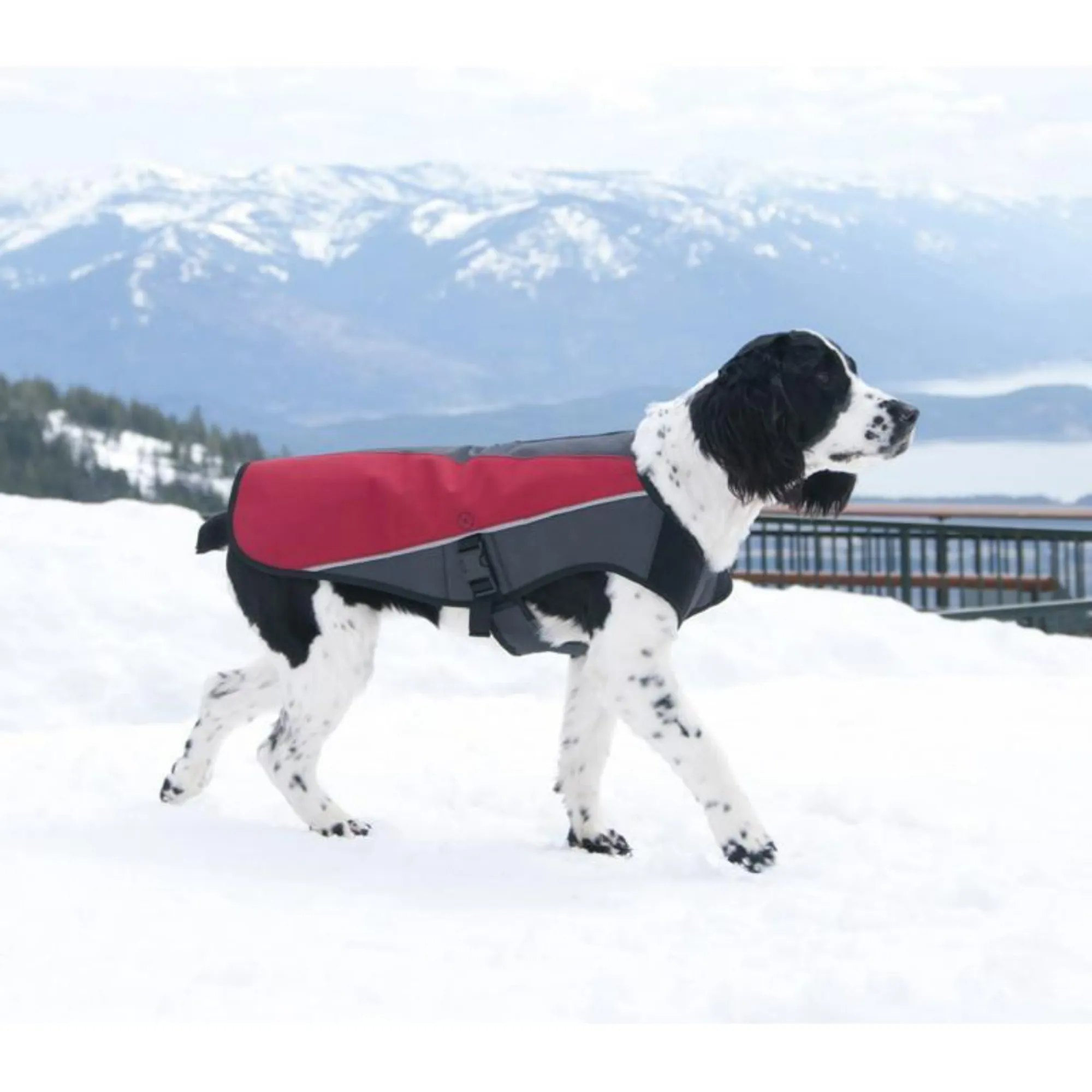 Element Dog Jacket