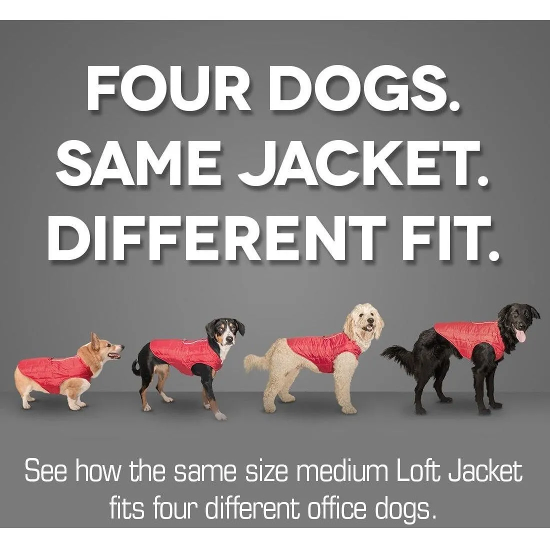 Kurgo - Loft Dog Jackets